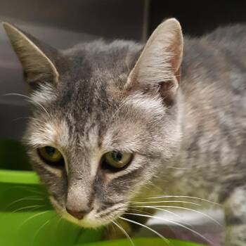 Velvetleaf -  Domestic Short Hair Cat for Adoption in Spokane, Washington - Velvetleaf | PetCurious