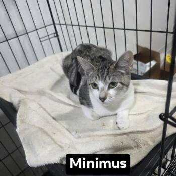 Minimus -  Domestic Short Hair Cat for Adoption - Minimus | PetCurious