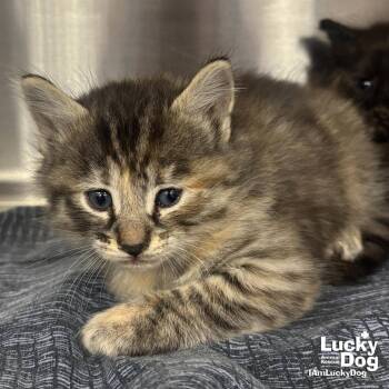 Domestic Medium Hair Cats Available for Adoption in Washington, District Of Columbia - Crumble | PetCurious