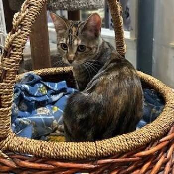 Rescue Domestic Short Hair Cats for Adoption in Devils Lake, North Dakota - Brooklyn | PetCurious