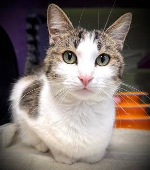 Domestic Medium Hair Cats Available for Adoption - BMO | PetCurious