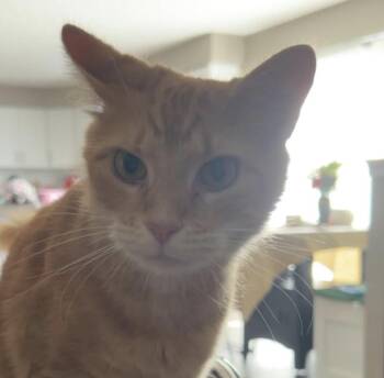 Orange Blossom -  Domestic Short Hair Cat for Adoption in Cincinnati, Ohio - Orange Blossom | PetCurious