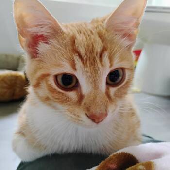 Gary -  Domestic Short Hair Cat for Adoption in Greensboro, North Carolina - Gary | PetCurious