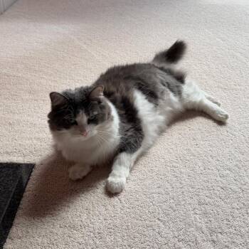 Jordie -  Domestic Medium Hair Cat for Adoption in Toms Brook, Virginia - Jordie | PetCurious