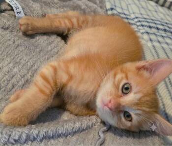 Potter -  American Bobtail and Tabby Cat for Adoption in Fort Myers, Florida - Potter | PetCurious