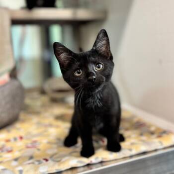 Butter -  Domestic Short Hair Cat for Adoption in Nashville, Indiana - Butter | PetCurious
