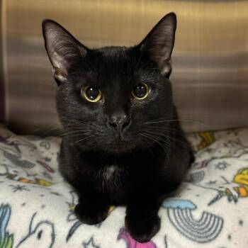 Domestic Short Hair Cats Available for Adoption in York, Pennsylvania - Ricky Sting Sting | PetCurious