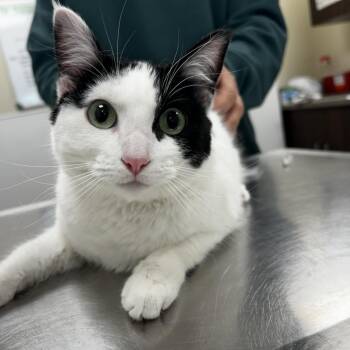 Tallulah -  Domestic Short Hair Cat for Adoption in Tulsa, Oklahoma - Tallulah | PetCurious