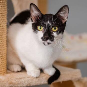Domestic Short Hair Cats Available for Adoption - Mika | PetCurious