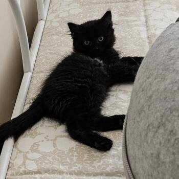 Berta -  Domestic Medium Hair Cat for Adoption in Traverse City, Michigan - Berta | PetCurious