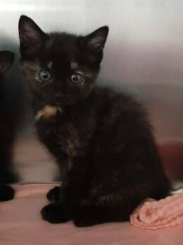 Domestic Short Hair Cats Available for Adoption in Georgetown, Ohio - Minnie | PetCurious