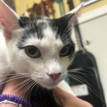 Mister Sir -  Domestic Short Hair Cat for Adoption in Charlottesville, Virginia - Mister Sir | PetCurious