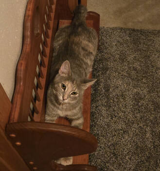 Rescue Domestic Short Hair Cats for Adoption in Stoughton, Wisconsin - Mango | PetCurious