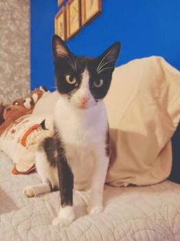 Rescue Domestic Short Hair Cats for Adoption in Sugar Land, Texas - Fancy (the Forever Mom) | PetCurious