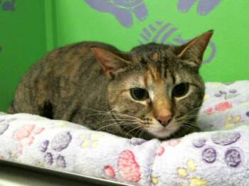 Rescue Domestic Short Hair Cats for Adoption in Houston, Texas - SASHA | PetCurious