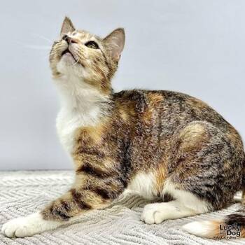 Domestic Short Hair Cats Available for Adoption in Washington, District Of Columbia - Haribo | PetCurious