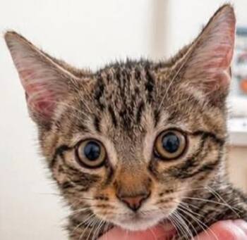 Benji -  Domestic Short Hair Cat for Adoption in Olean, New York - Benji | PetCurious