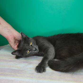 Emory -  Domestic Short Hair Cat for Adoption in San Antonio, Texas - Emory | PetCurious