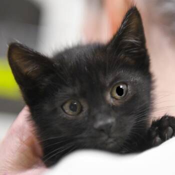 Ghost -  Domestic Short Hair Cat for Adoption in Redwood City, California - Ghost | PetCurious