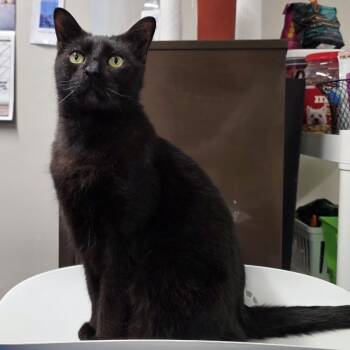 Domestic Short Hair Cats Available for Adoption in Yankton, South Dakota - Freddy | PetCurious