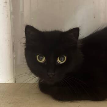 Domestic Medium Hair Cats Available for Adoption - Svetlana | PetCurious