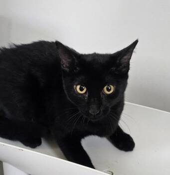 Cricket -  Domestic Short Hair Cat for Adoption in Cleveland, Tennessee - Cricket | PetCurious
