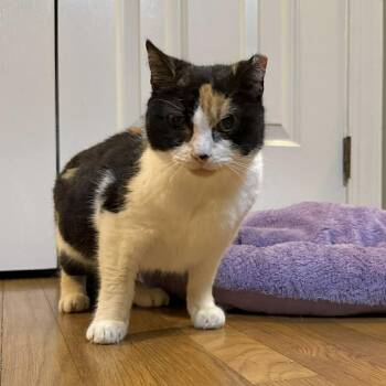 Nadia -  Domestic Short Hair Cat for Adoption in Raleigh, North Carolina - Nadia | PetCurious