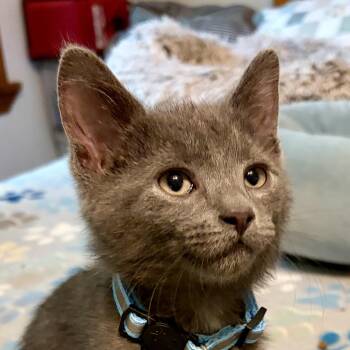 Stone -  Domestic Short Hair Cat for Adoption in Houghton Lake, Michigan - Stone | PetCurious
