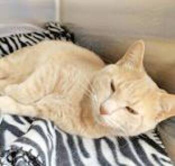 Domestic Short Hair Cats Available for Adoption - Sebastian | PetCurious