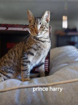 Domestic Short Hair Cats Available for Adoption in Oviedo, Florida - Tobi | PetCurious