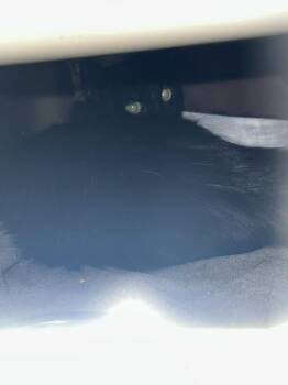 Domestic Short Hair Cats Available for Adoption in Las Vegas, Nevada - PRECIOUS | PetCurious