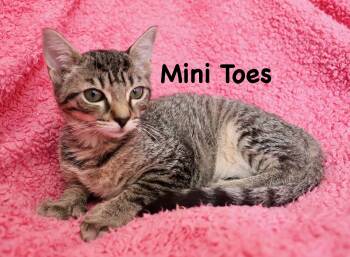 Mini Toes -  Extra Toes Cat Hemingway Polydactyl Cat for Adoption in St. Augustine, Florida - Mini Toes | PetCurious