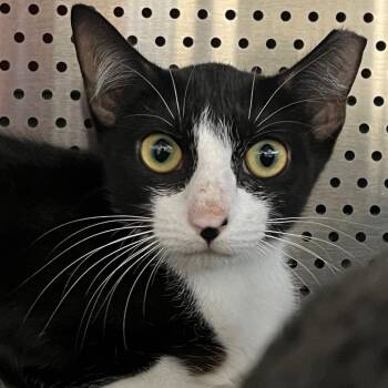 Sophie -  Domestic Short Hair Cat Available for Adoption in Sarasota, Florida - Sophie | PetCurious
