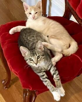 Edgar -  Domestic Short Hair Cat for Adoption in San Francisco, California - Edgar | PetCurious