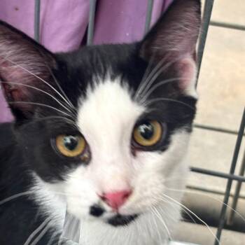 Beau -  Domestic Short Hair Cat for Adoption in Taos, New Mexico - Beau | PetCurious