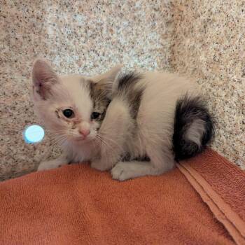 Yellow -  Domestic Short Hair Cat for Adoption in Pasadena, California - Yellow | PetCurious