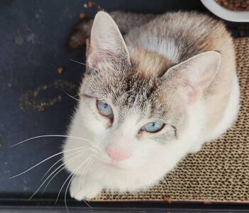 Sally -  Domestic Short Hair Cat for Adoption in South San Francisco, California - Sally | PetCurious
