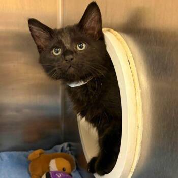 Dougie -  Domestic Medium Hair Cat for Adoption in Walnut Creek, California - Dougie | PetCurious