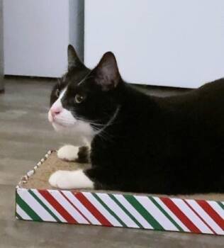 Domestic Short Hair Cats Available for Adoption - Nino | PetCurious