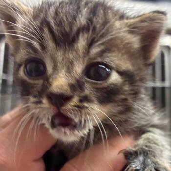 Meep (formerly Rhea) -  Domestic Short Hair Cat for Adoption in Goleta, California - Meep (formerly Rhea) | PetCurious
