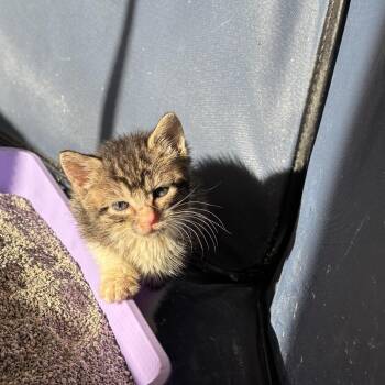 Domestic Short Hair Cats Available for Adoption - Quessy | PetCurious