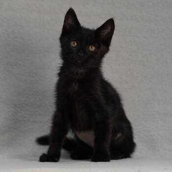 Taylor -  Domestic Short Hair Cat for Adoption in Sunnyvale, California - Taylor | PetCurious