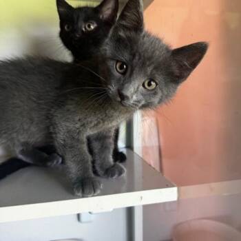 Sprite, Cola and Sunkist -  Domestic Short Hair Cat for Adoption in Hutchinson, Minnesota - Sprite, Cola And Sunkist | PetCurious