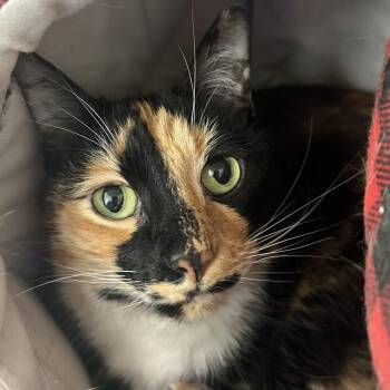 Skittles -  Domestic Short Hair Cat for Adoption in Pontiac, Michigan - Skittles | PetCurious
