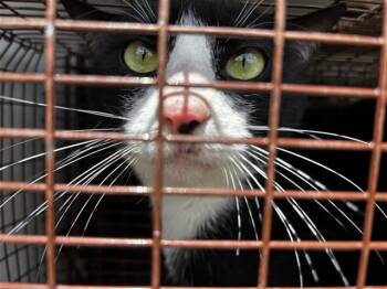 Domestic Short Hair Cats Available for Adoption in Houston, Texas - BERRY | PetCurious