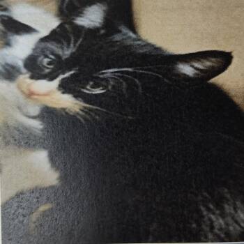 Dora the Explorer -  Domestic Short Hair Cat for Adoption in Hemet, California - Dora The Explorer | PetCurious