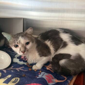 Boxer -  Domestic Short Hair Cat for Adoption in Cedaredge, Colorado - Boxer | PetCurious