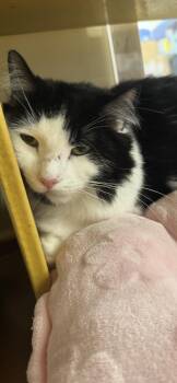Nipsy Jr -  Domestic Long Hair Cat for Adoption in Scottsdale, Arizona - Nipsy Jr | PetCurious