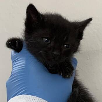 Domestic Short Hair Cats Available for Adoption in Redwood Valley, California - Chaos | PetCurious