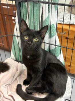 America -  Domestic Short Hair Cat for Adoption in Southbury, Connecticut - America | PetCurious